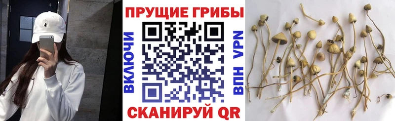 наркотики  mega ТОР  Псилоцибиновые грибы прущие грибы  Майкоп 